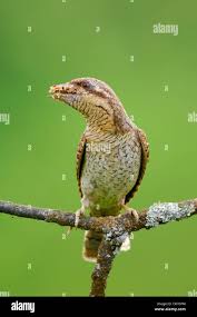 Image result for Jynx torquilla