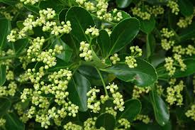 Attēlu rezultāti vaicājumam “Euonymus flower”
