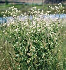 Attēlu rezultāti vaicājumam “Laserpitium latifolium bud”