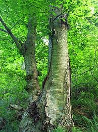 Attēlu rezultāti vaicājumam “Betula alleghaniensis”