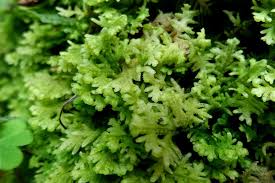 Attēlu rezultāti vaicājumam “Trichocolea tomentella”