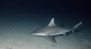 Image result for Carcharhinus plumbeus