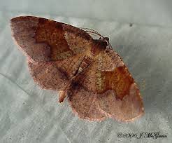 Attēlu rezultāti vaicājumam “Plagodis pulveraria”