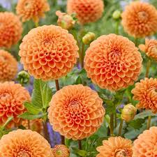 Image result for Dahlia x pinnata `Pompon Lilliput`