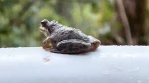 Image result for Bath Amphibians