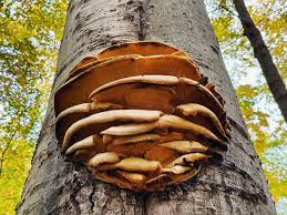 Attēlu rezultāti vaicājumam “Climacodon septentrionalis”