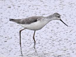 Attēlu rezultāti vaicājumam “Tringa stagnatilis adult”