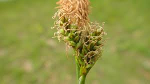 Attēlu rezultāti vaicājumam “Carex caryophyllea fruit”