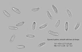 Attēlu rezultāti vaicājumam “Mollisia cinerea”