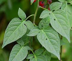 Attēlu rezultāti vaicājumam “Solanum dulcamara”