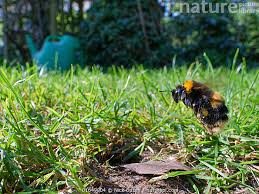 Attēlu rezultāti vaicājumam “Bombus terrestris”