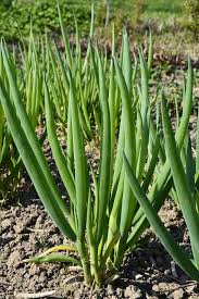 Résultat de recherche d'images pour "Allium fistulosum"