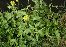 Attēlu rezultāti vaicājumam “Sisymbrium loeselii leaf”