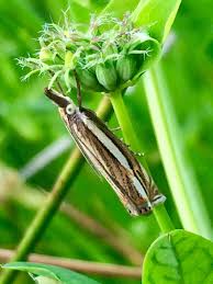 Attēlu rezultāti vaicājumam “Crambus silvella”