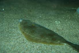 Image result for Limanda limanda