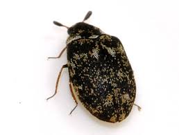 Attēlu rezultāti vaicājumam “Anthrenus museorum”