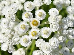 Attēlu rezultāti vaicājumam “Anaphalis margaritacea flower”