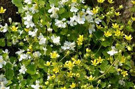 Attēlu rezultāti vaicājumam “Saxifraga cymbalaria”
