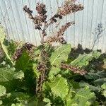 Attēlu rezultāti vaicājumam “Rumex confertus fruit”