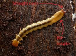 Attēlu rezultāti vaicājumam “Pyrochroidae larva”