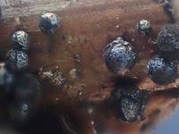 Attēlu rezultāti vaicājumam “Lamproderma echinosporum”