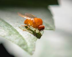 Attēlu rezultāti vaicājumam “Agathomyia wankowiczii”