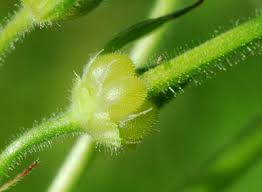 Attēlu rezultāti vaicājumam “Geranium dissectum fruit”