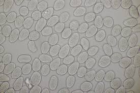 Attēlu rezultāti vaicājumam “Pucciniastrum areolatum”