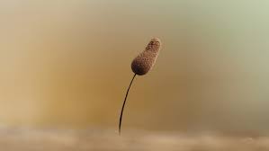 Attēlu rezultāti vaicājumam “Comatricha tenerrima stalked”