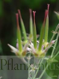 Image result for Storchschnäbel