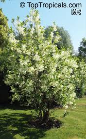 Attēlu rezultāti vaicājumam “Chionanthus virginicus”