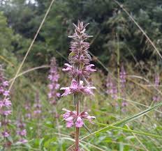 Attēlu rezultāti vaicājumam “Stachys palustris flower”