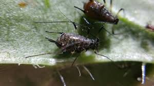 Attēlu rezultāti vaicājumam “Uroleucon hypochoeridis”