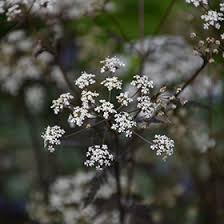 Attēlu rezultāti vaicājumam “Anthriscus sylvestris”