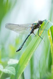 Attēlu rezultāti vaicājumam “Cordulia aenea”