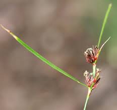 Attēlu rezultāti vaicājumam “Schoenus ferrugineus flower”
