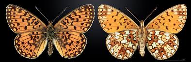 Attēlu rezultāti vaicājumam “Clossiana selene”