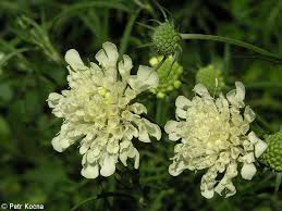 Attēlu rezultāti vaicājumam “Scabiosa ochroleuca”