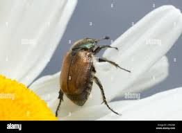 Attēlu rezultāti vaicājumam “Phyllopertha horticola imago”