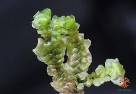 Attēlu rezultāti vaicājumam “Scapania nemorea”