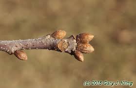 Attēlu rezultāti vaicājumam “Quercus robur bud”