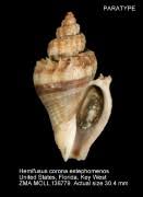 Image result for Melongena corona