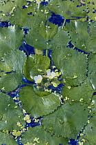 Attēlu rezultāti vaicājumam “Trapaceae”