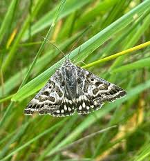 Attēlu rezultāti vaicājumam “Callistege mi”