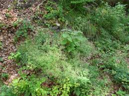 Attēlu rezultāti vaicājumam “Catarhoe rubidata”