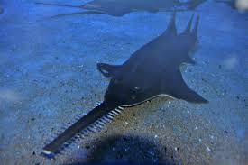 Image result for Pristis pristis