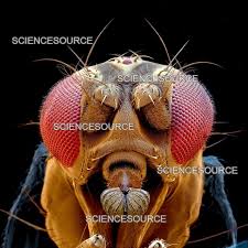 Attēlu rezultāti vaicājumam “Drosophila melanogaster”