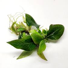 Attēlu rezultāti vaicājumam “Conardia compacta macro”