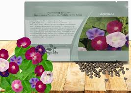 Image result for Ipomoea purpurea