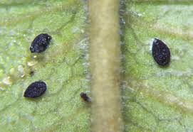 Attēlu rezultāti vaicājumam “Sternorrhyncha”